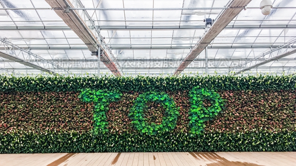 草莓视频软件下载全自动托管智能温室大棚 草莓视频软件下载全自动托管智能温室大棚