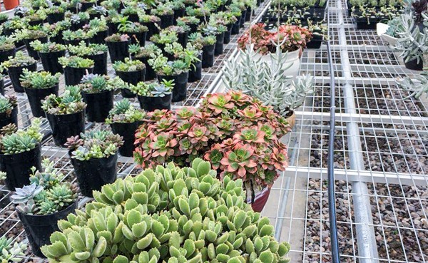 多肉种植区 多肉种植区
