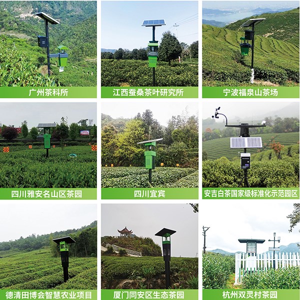 草莓视频软件下载茶园绿色防控技术方案应用 草莓视频软件下载茶园绿色防控技术方案应用