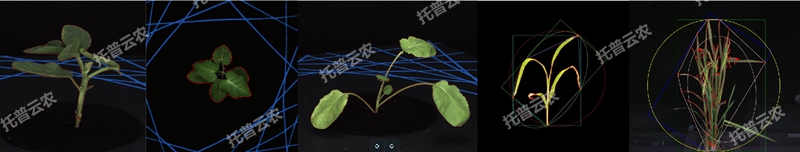 1723011515669751.jpg 盆栽植物二维数字表型采集分析系统_副本.jpg