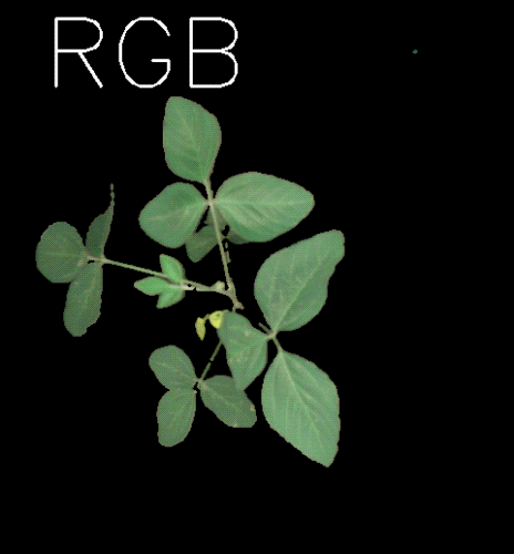 1723094720860673.gif 动图-高光谱图_大豆冠层.gif