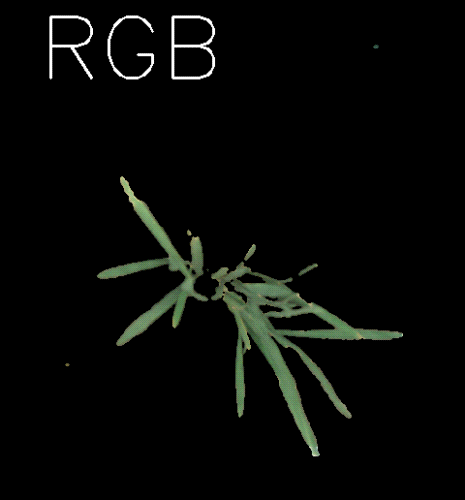 1723094740720010.gif 动图-高光谱图_水稻冠层.gif